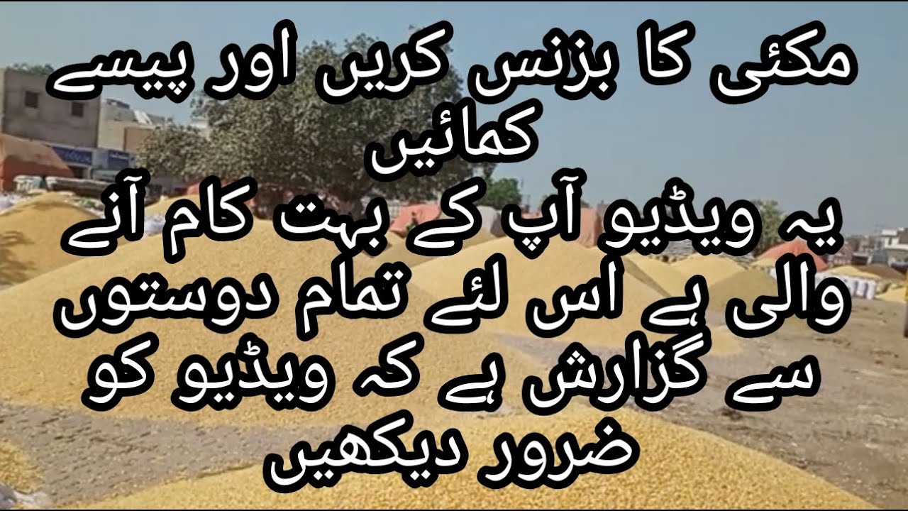 Ghalla Mandi Makai ka Karobaar||Start Your Own Maize Business In Ghalla Mandi And Make Money||