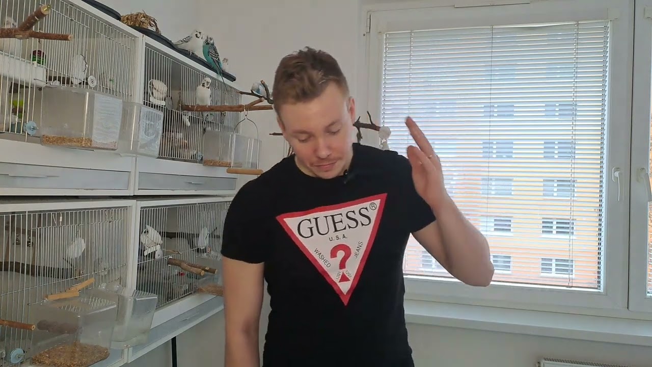 10 zásad při ochočování andulky