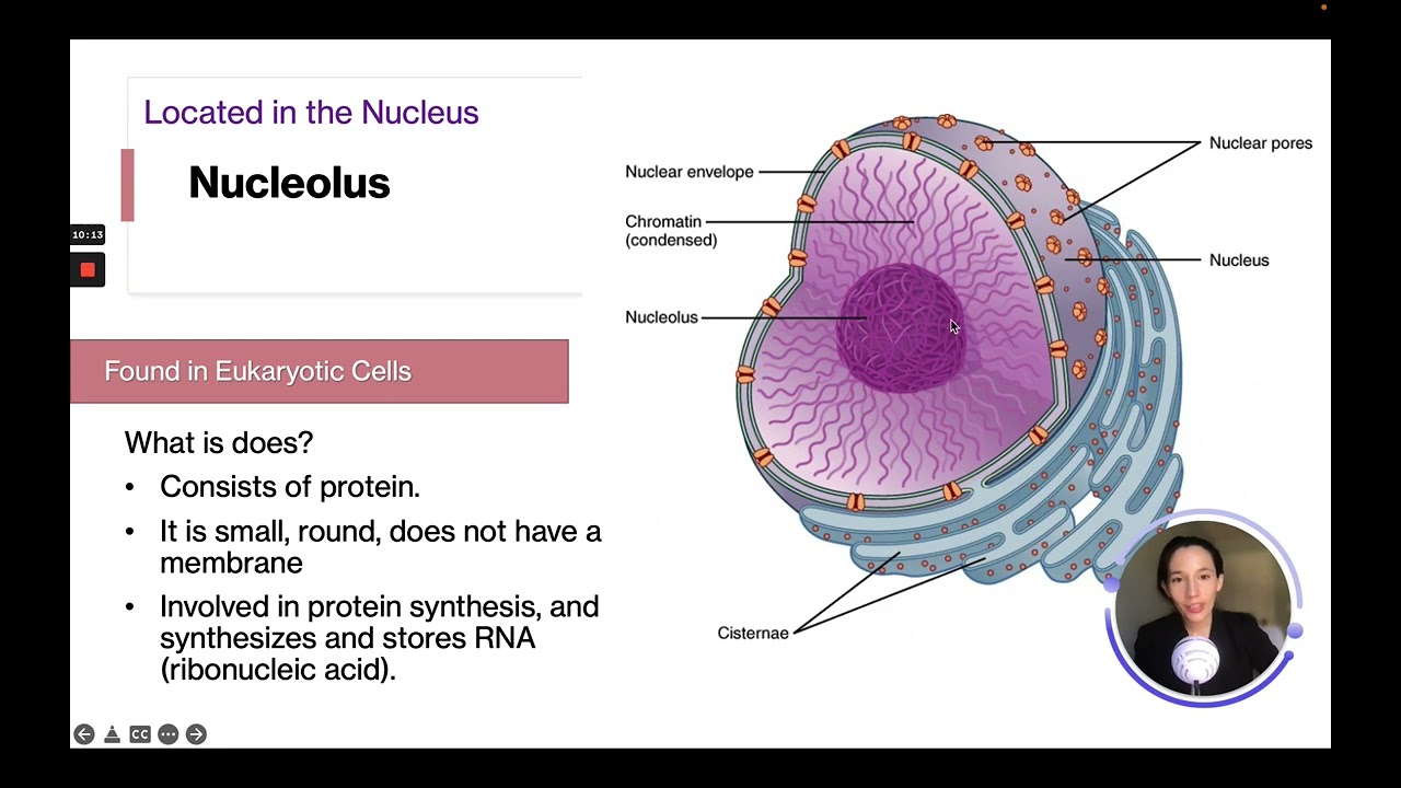 ATI  TEAS 7 Science Course | Organelles