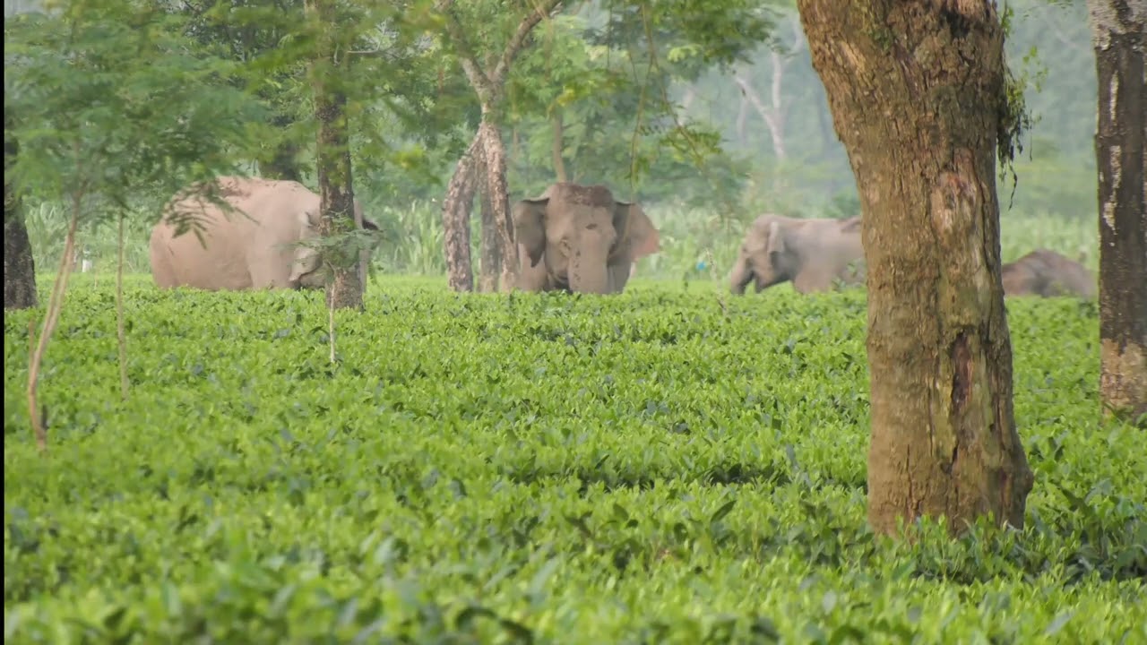 Elephant Vlog Assam