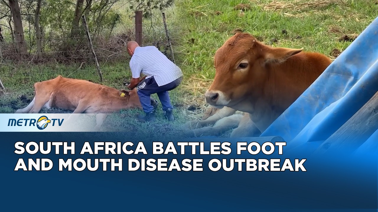 South Africa Faces Foot and Mouth Disease Outbreak Killing Livestock