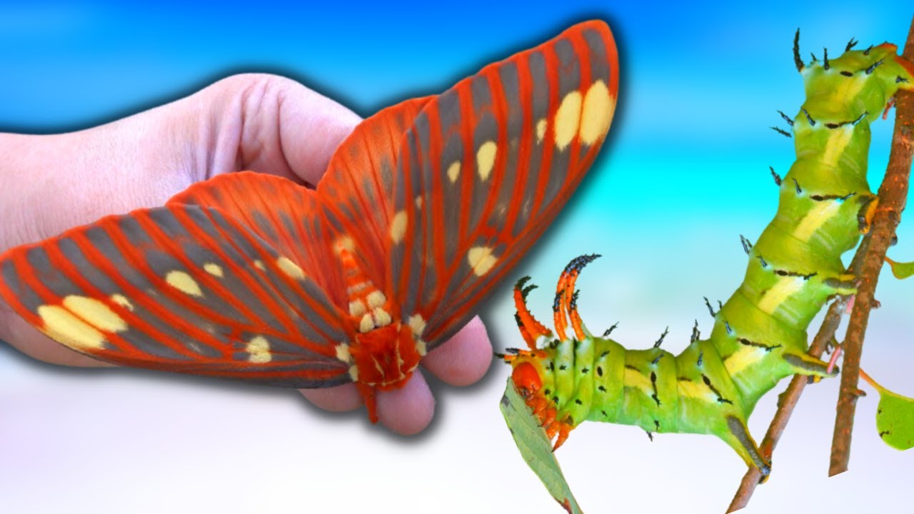 Hickory Horned Devil Life Cycle (Citheronia regalis)