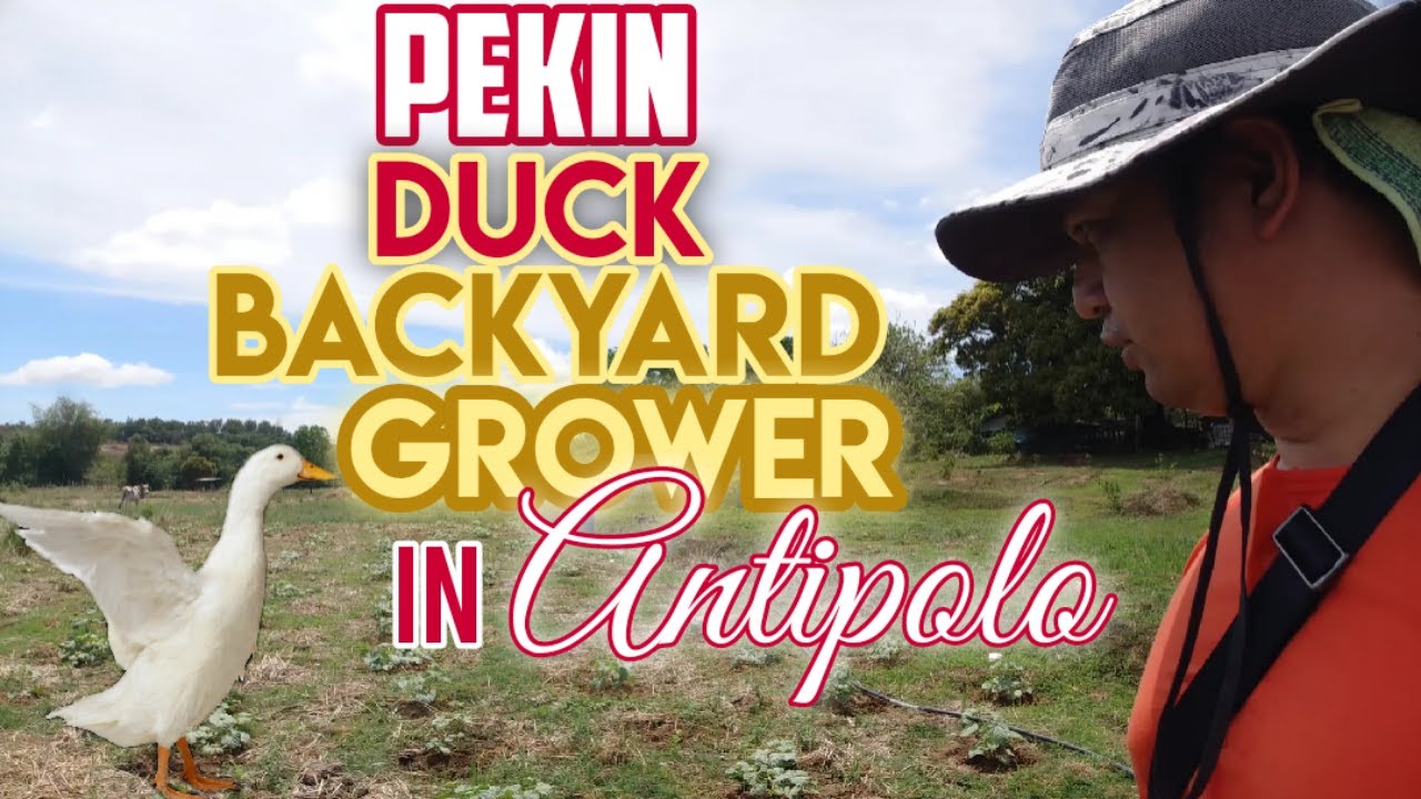 Pekin Duck Grower | Indigenous Micro Organism