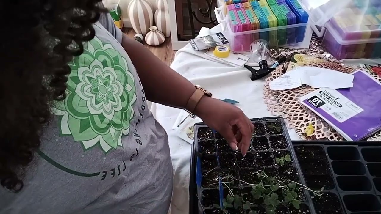 SEED STARTING UPDATE - What's sprouting and what's struggling 