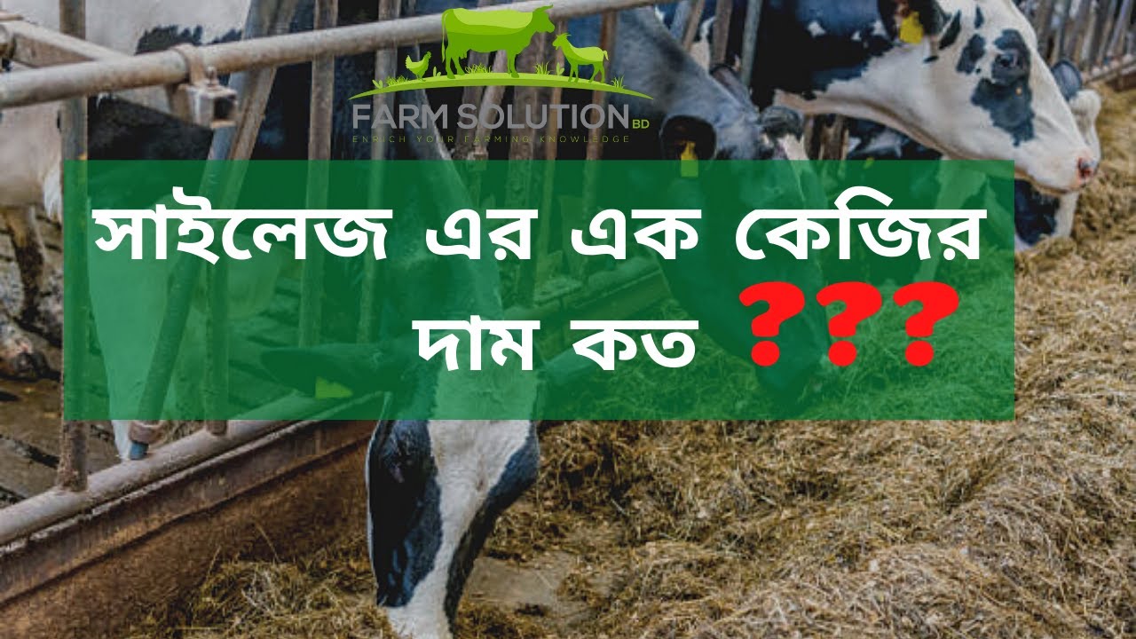 সাইলেজ তৈরি করার নিয়ম || এক কেজি সাইলেজ এর দাম কত ?  || ভালো মানের সাইলেজ কবে পাবেন ?
