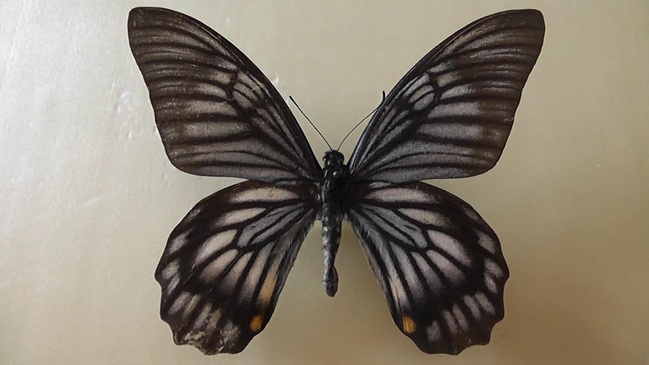 ИЗ МИРА: 147. Papilio veiovis