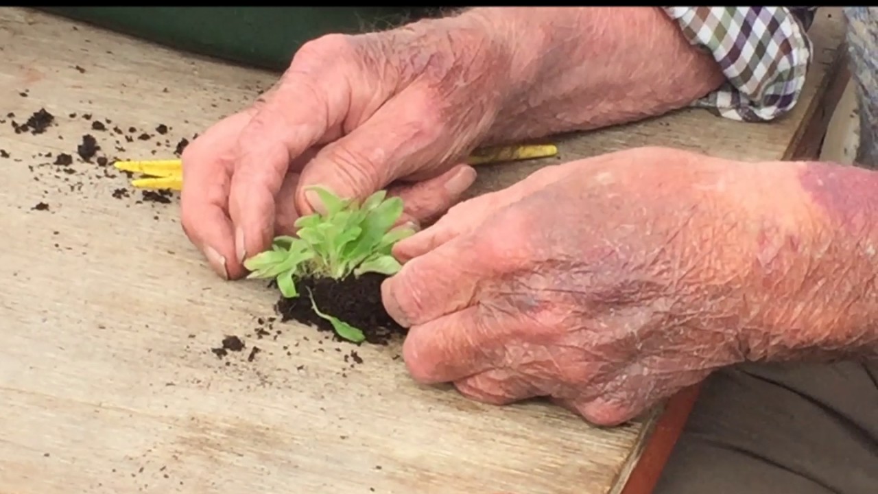 Pricking out Streptocarpus seedlings