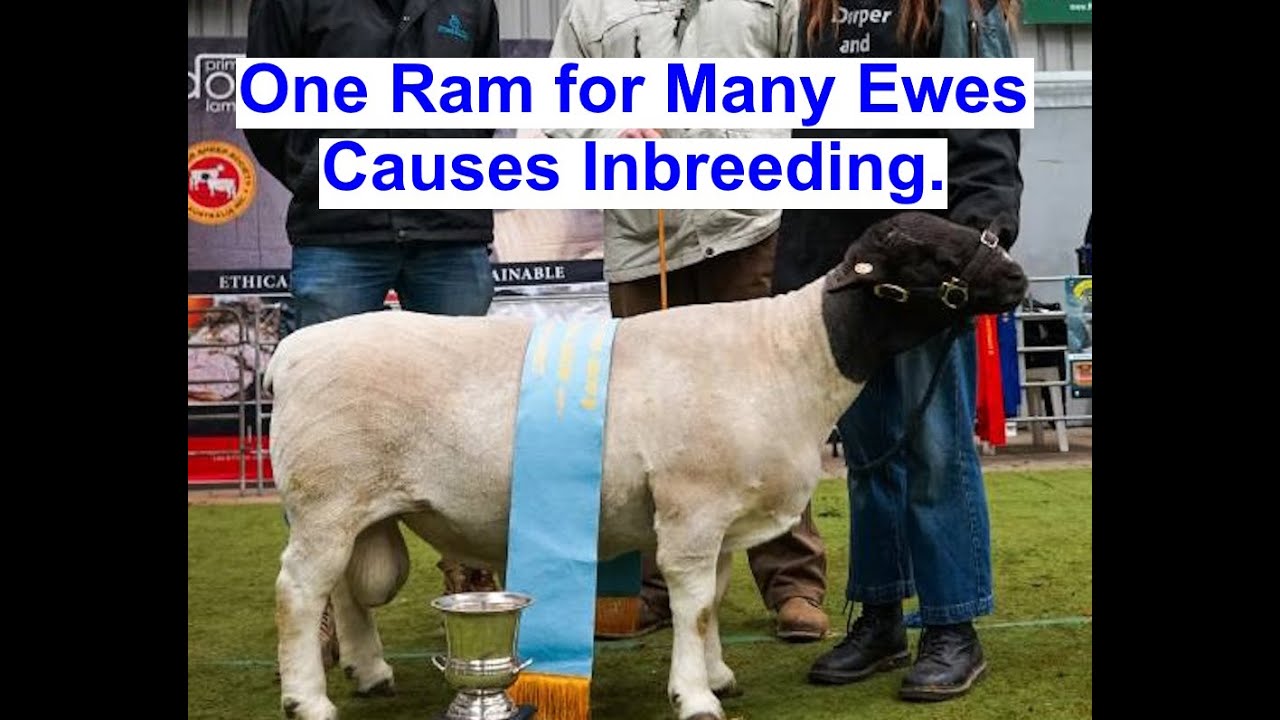 How Breeding One Ram with 30 Ewes Causes Inbreeding – St Croix Sheep.