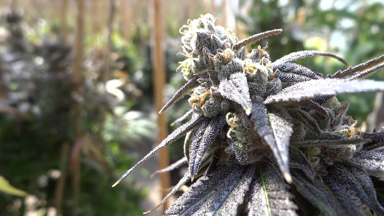 RARE DANKNESS DANK DYNASTY