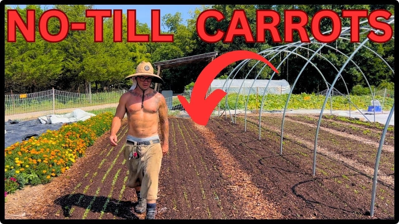 PLANT FALL CARROTS IN 100 DEGREE HEAT WITH THIS SIMPLE TRICK!