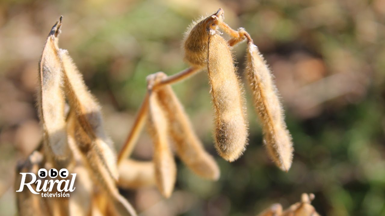 Ensayos de Fertilización en Soja: Impacto positivo