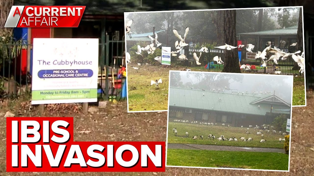 'Bin chickens' wreaking havoc on Aussie preschool | A Current Affair