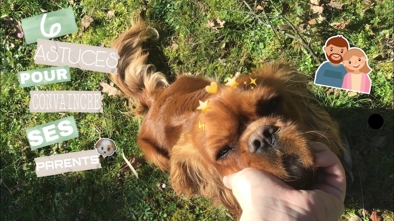 6 ASTUCES POUR CONVAINCRE SES PARENTS D’ADOPTER UN CHIEN ! 🐶