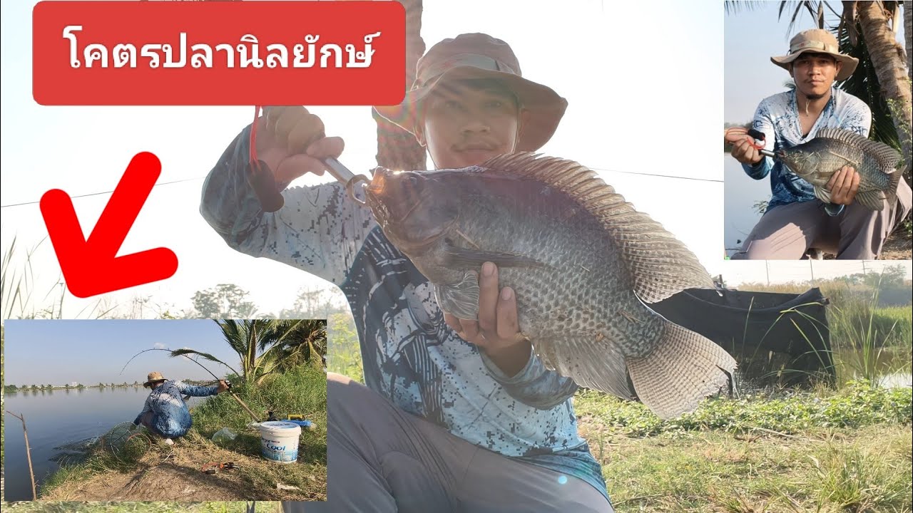 เหยื่อตกปลานิล ที่ทุกคนมองข้ามกับปลานิลไซส์ยักษ์ #fishing #มาแรง 8/3/69
