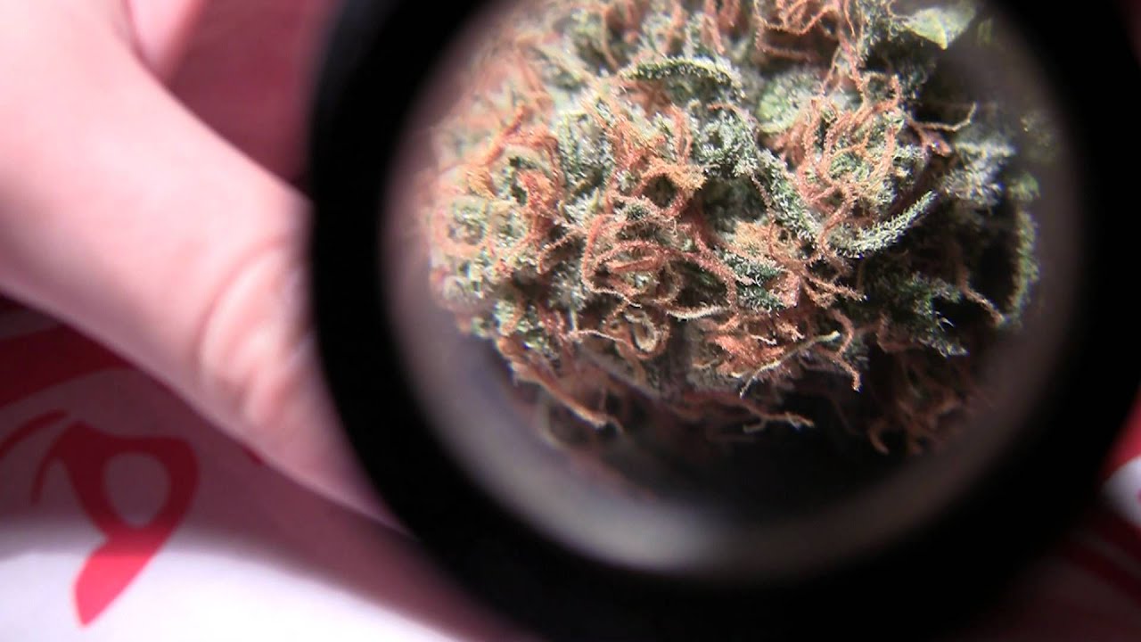 CannabisCureTV: UK Hash Plant - Top Shelf Medical Marijuana London