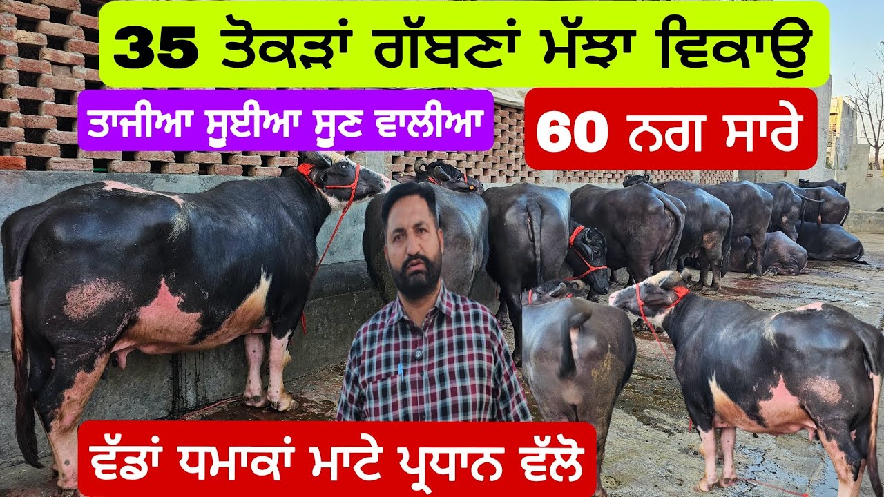 35 ਤੋਕੜਾਂ ਗੱਬਣਾ ਮੱਝਾ ਵੱਡਾਂ ਧਮਾਕਾਂ ਮਾਟੇ ਪ੍ਰਧਾਨ ਵੱਲੋ ਵਿੱਚ ਸੂਈਆ ਸੂਣ ਵਾਲੀ ਮੱਝਾ ਵੀ ਦੋ ਕੱਟੇ 50kg ਵਾਲੀ ਗਾਂ।
