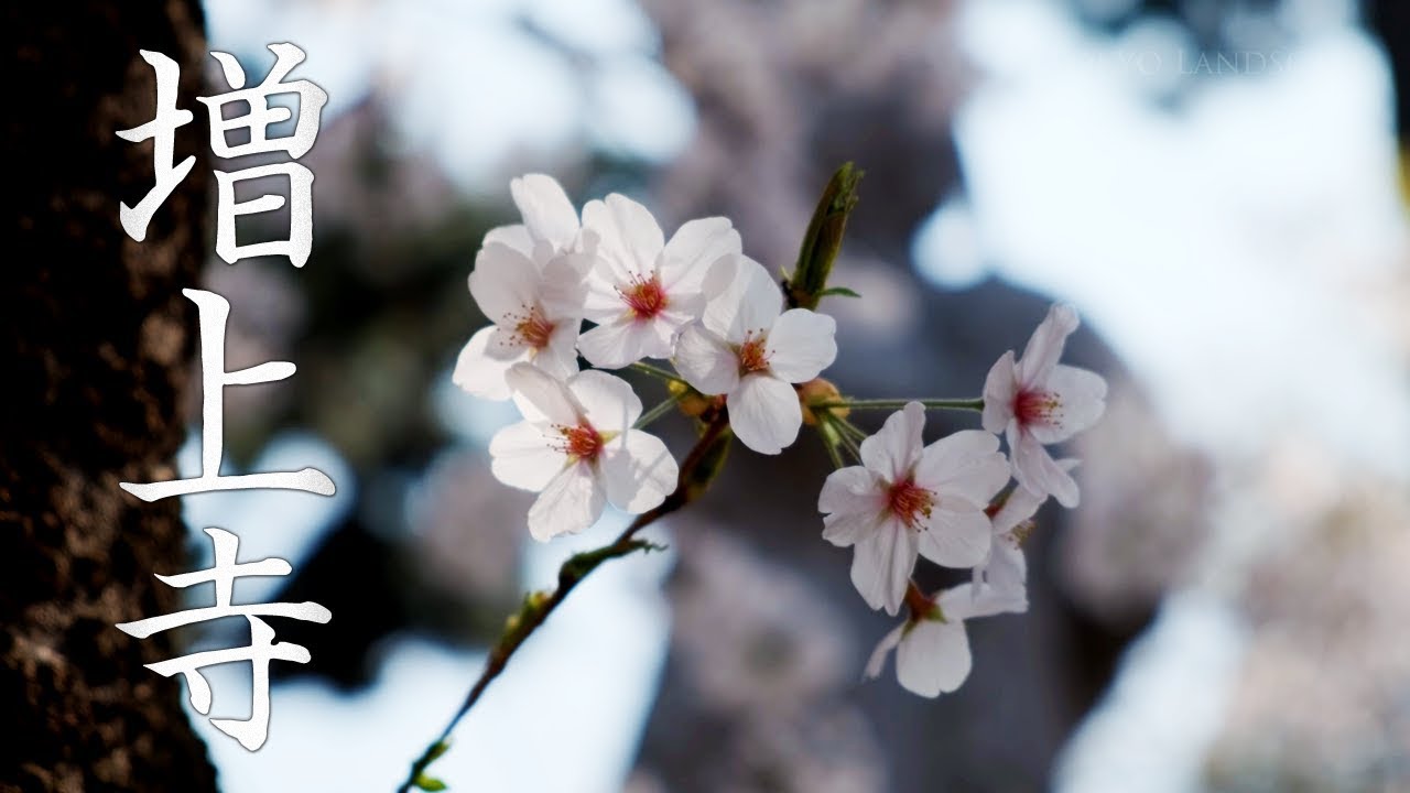 増上寺の桜🌸 2018 ジンバル撮影 FUJIFILM X-H1