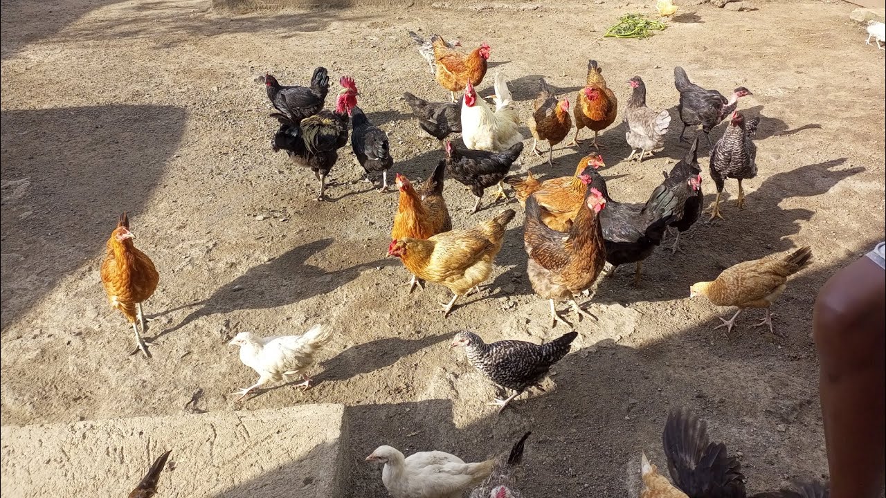 RARING KIENYEJI CHICKENS.
