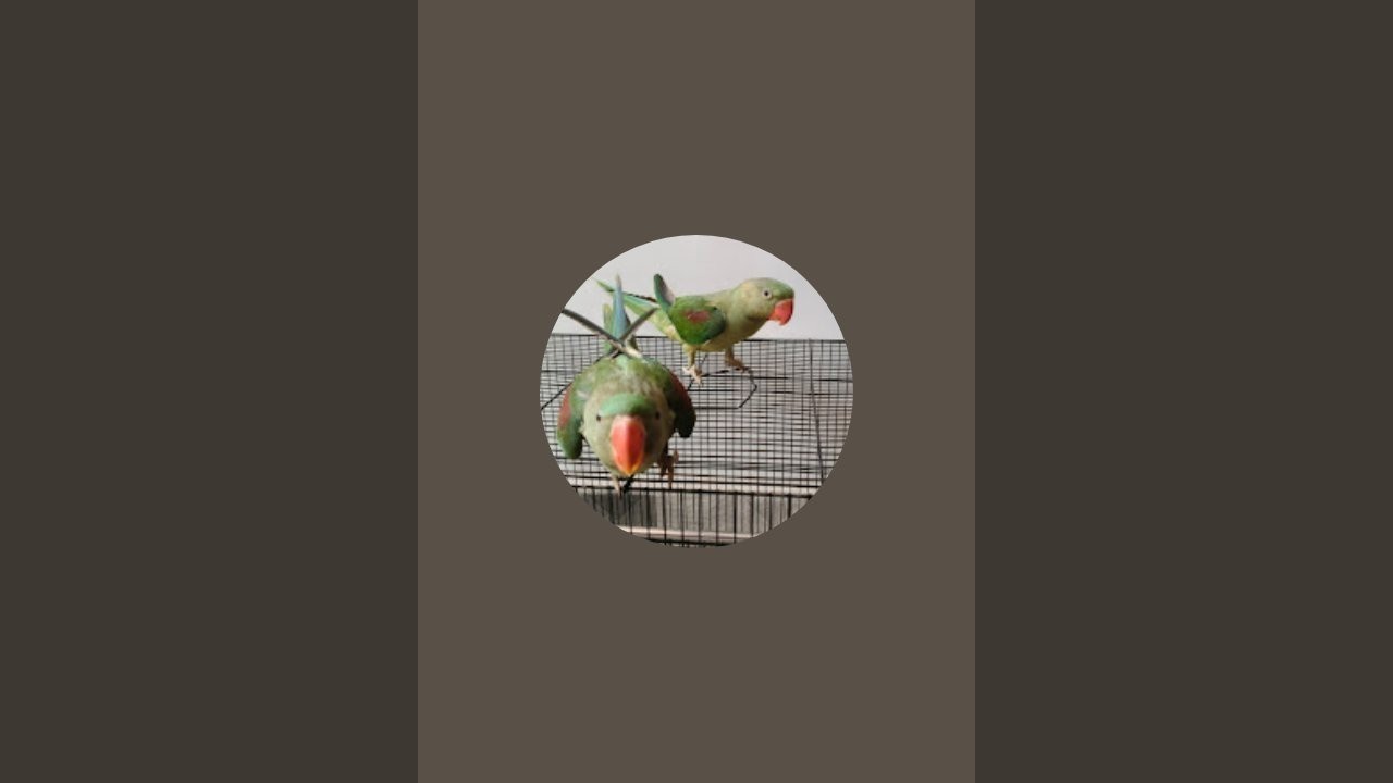 Two parrot's vlog is live 