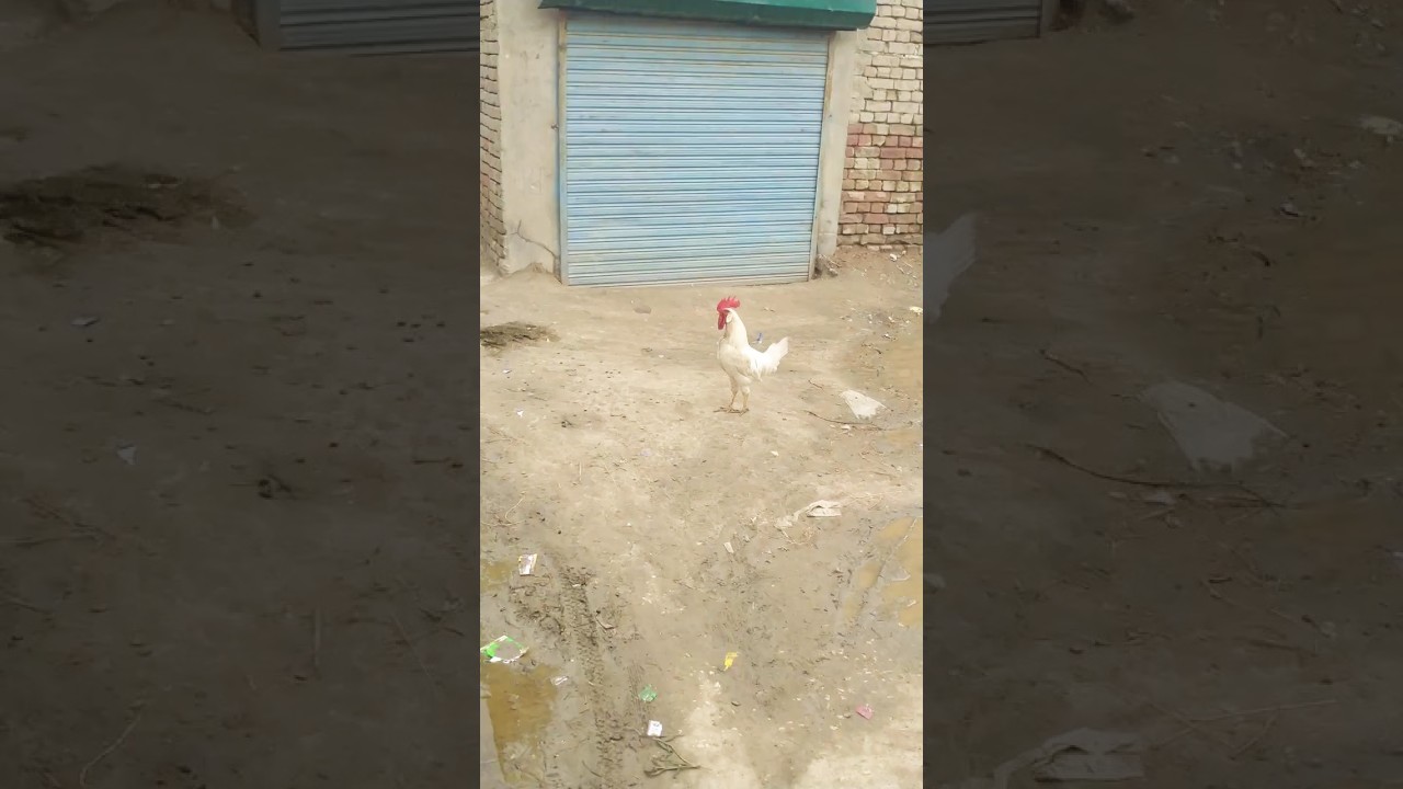 Leghorn chicken  #birds #rooster #chicken #hen #amanullahjamali  ٽرڙو ڪڪڙ