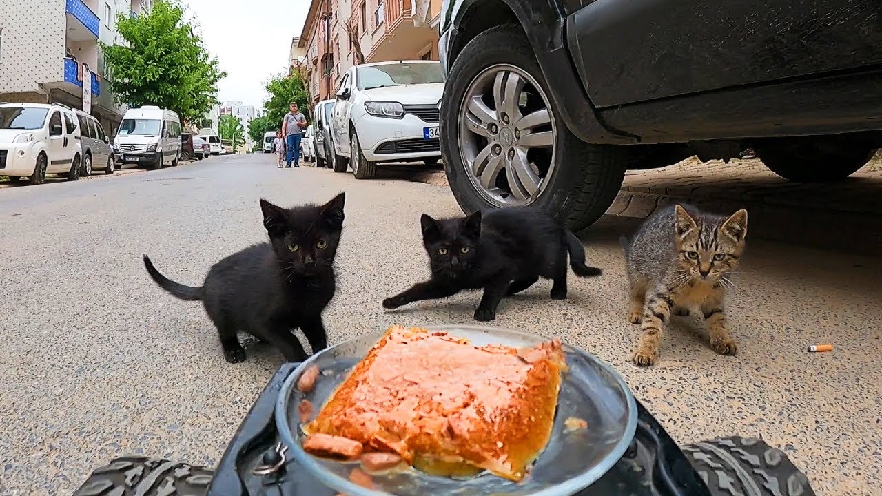 Feeding Kittens with RC car