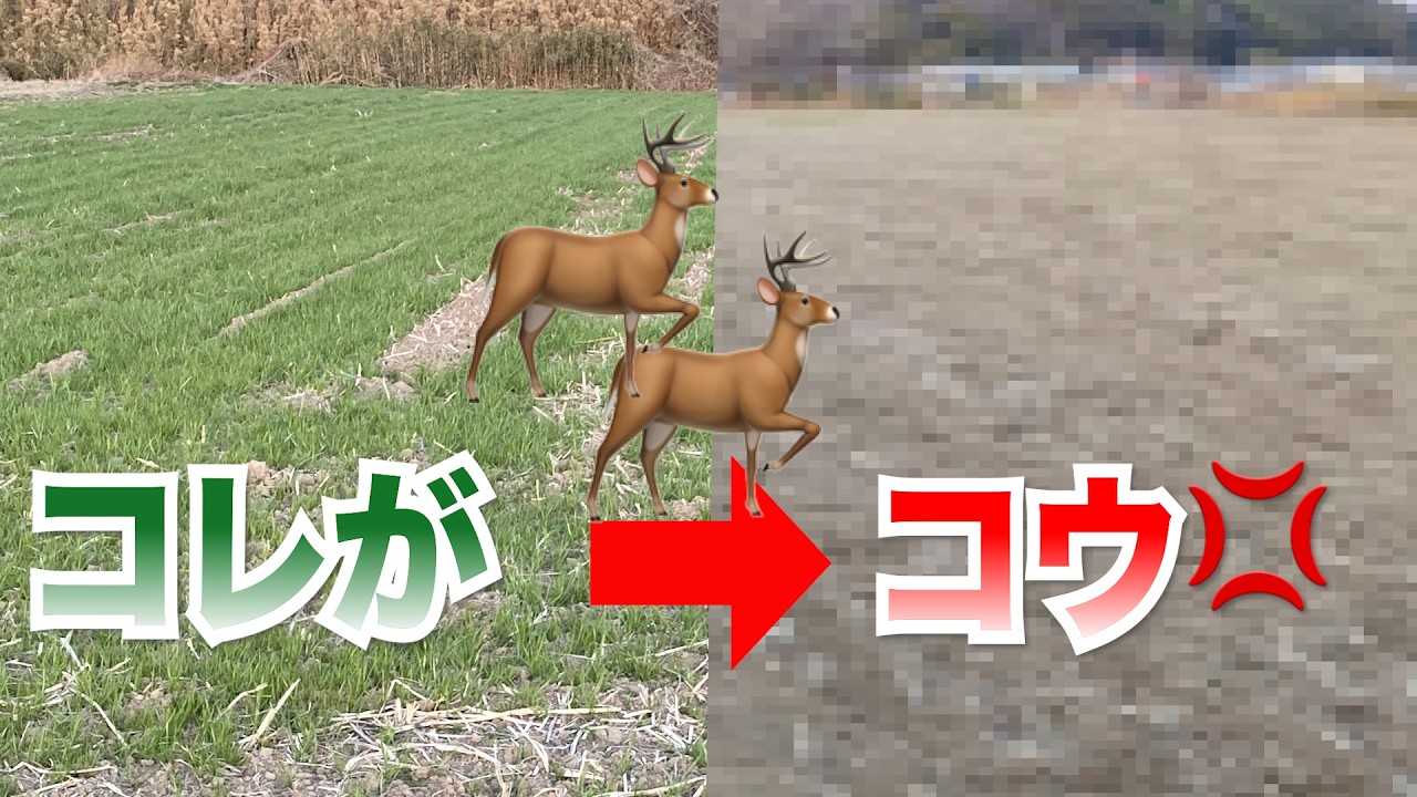 鹿が牧草地に入るとこうなります💢