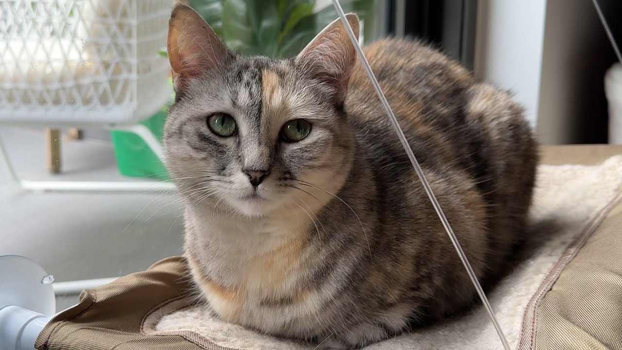 This happens every time this cat loaf gets pats... (wait for the purrs) #cat #cutecat #catvideos