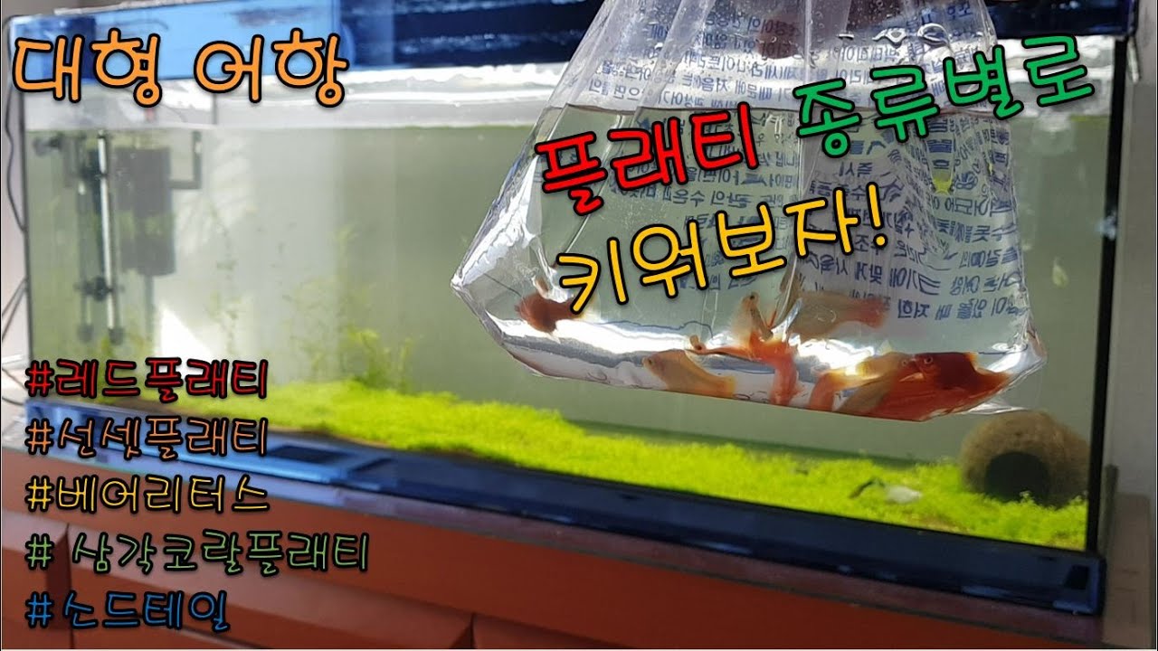 10마리 분양 받았는데 26마리가 되었습니다ㅋㅋ 대형 어항 물고기 키우기, 사육, 플래티, 베어리어터스, 미키마우스플래티, 소드테일, 레드플래티