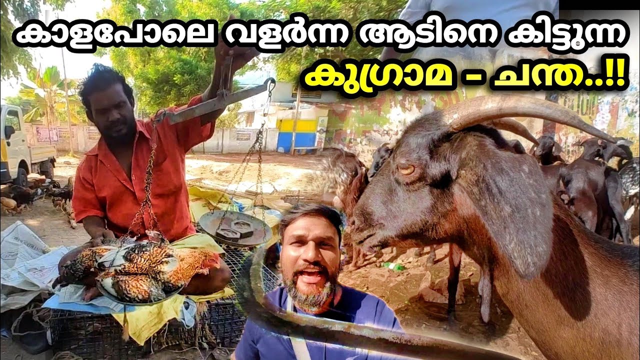 കാള പോലെ വളർന്ന ആടിനെ കിട്ടുന്ന ചന്ത...!! Chinnamanur market | tamilnadu