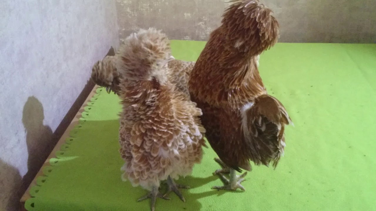 Падуан шамоа карлик гладкий и курчавый. ЛПХ 