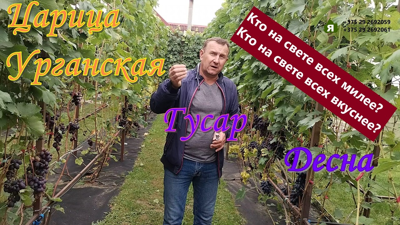 Г/ф Царица Урганская, Гусар, Десна. 15 сентября 2025 года. Беларусь.
