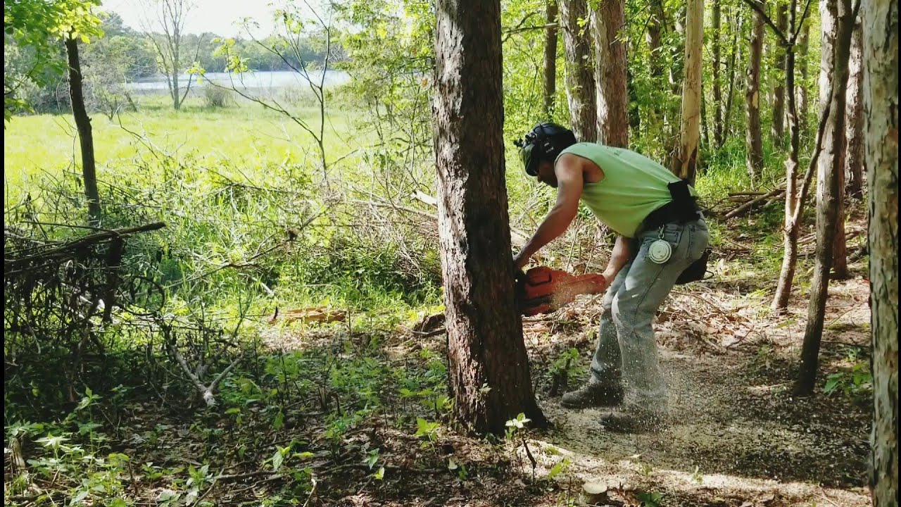 HUSQVARNA 440 AND A FAT STIHL MS 250