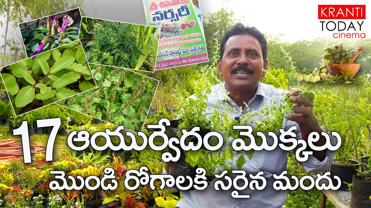 17 medicinal plants & their uses in telugu | #krantitoday ##medicinalplants #ayurveda #trees #viral