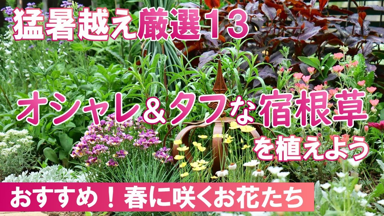 【きれいで強い】植えておきたい春咲き宿根草たち｜ありのままレポート｜秋色に染まる庭でガーデニング