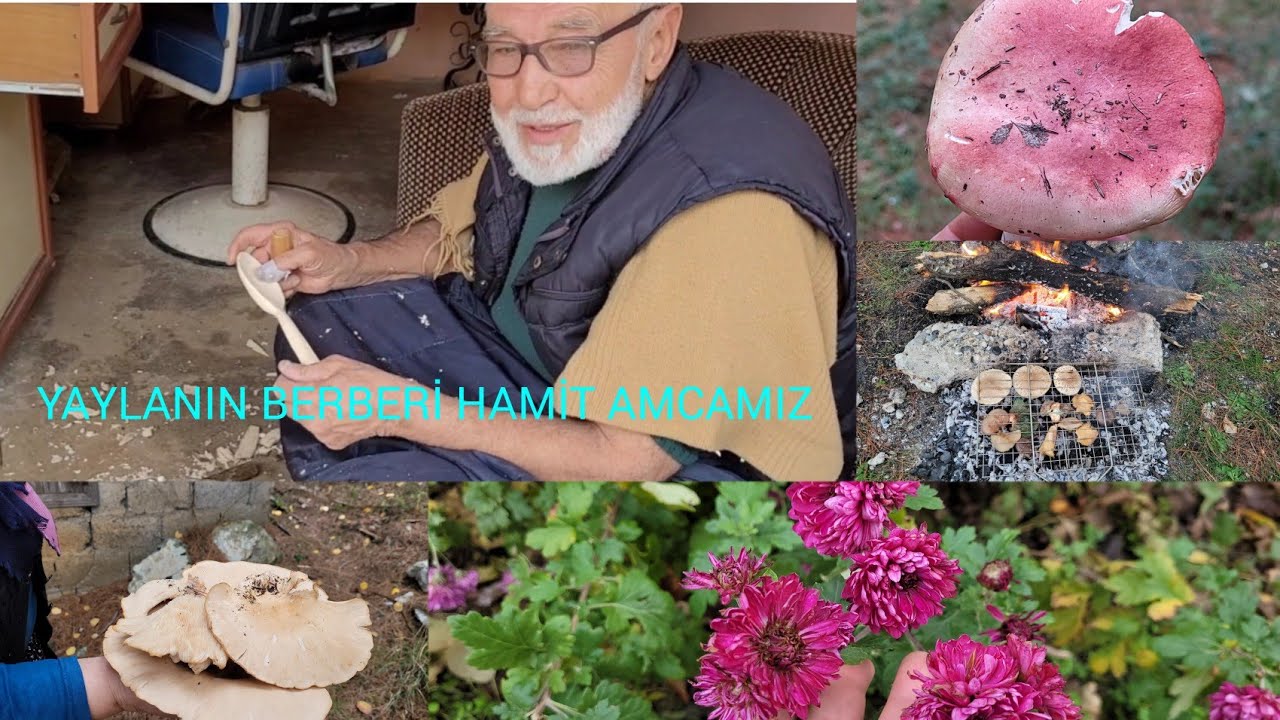 ORNANDA YENİLEN MANTAR ÇEŞİTLERİ/OSMANİYE AMANOS DAĞLARI