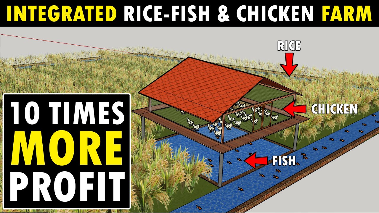 Integrated Rice - Fish and Chicken Farming | Integrated Rice - Fish & Poultry Farm Design