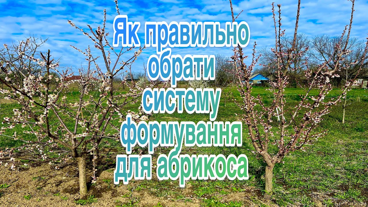 Як правильно обрати систему формування для абрикоса. Кожен сорт має свої фізіологічні особливості.