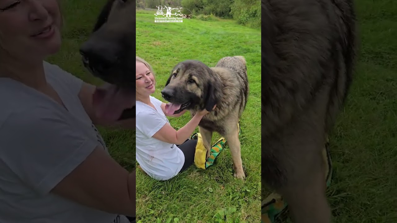 Tanya comes to visit, did the puppers forget her? #sff #cute #farmlife 