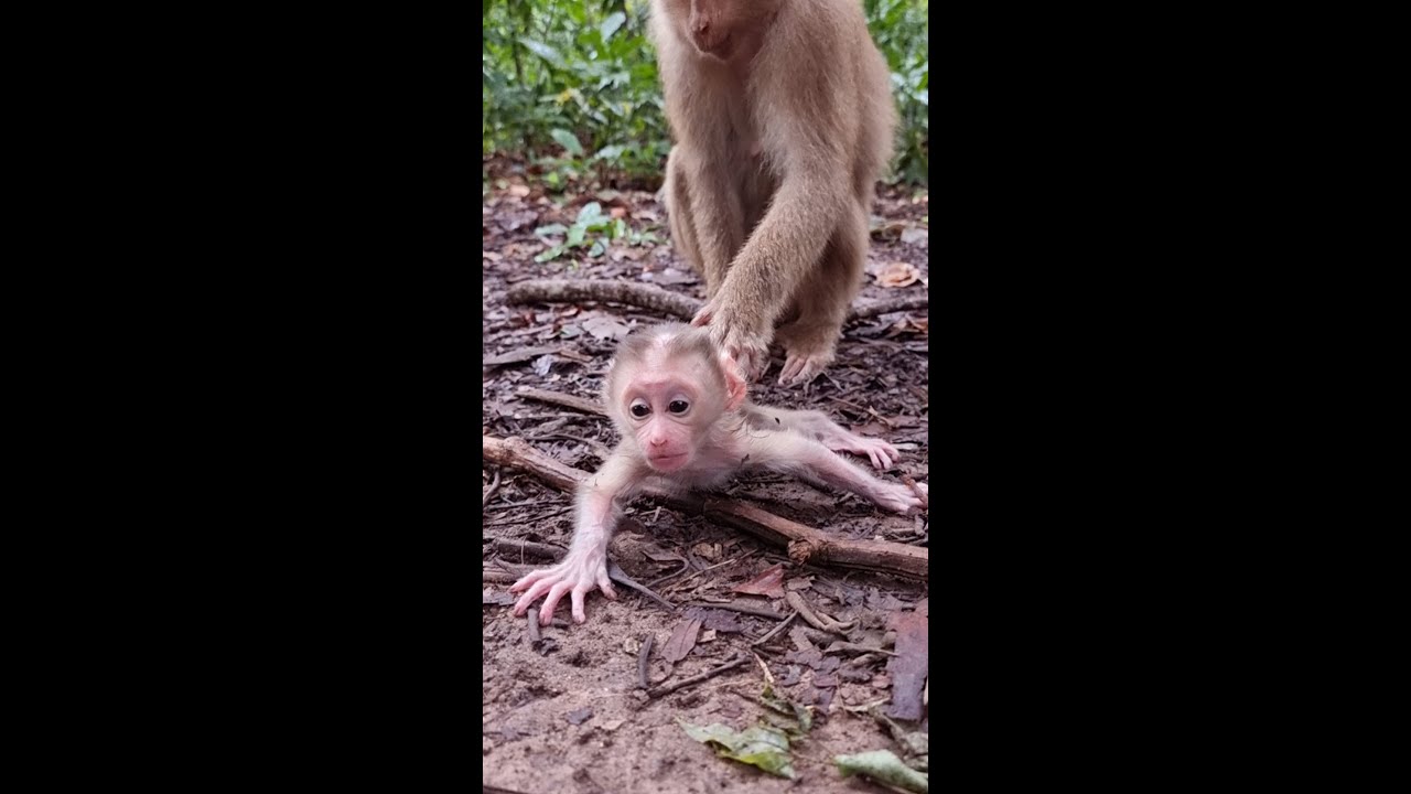 Just little newborn baby FLORAN tries to standing up for walking with mom care #shorts