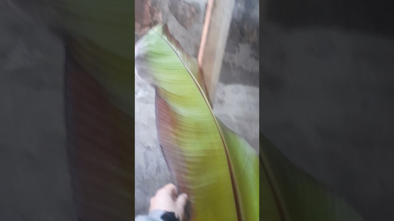 Zimowanie bananów w piwnicy 08.12.2021. zostaw 👍i subskrybój