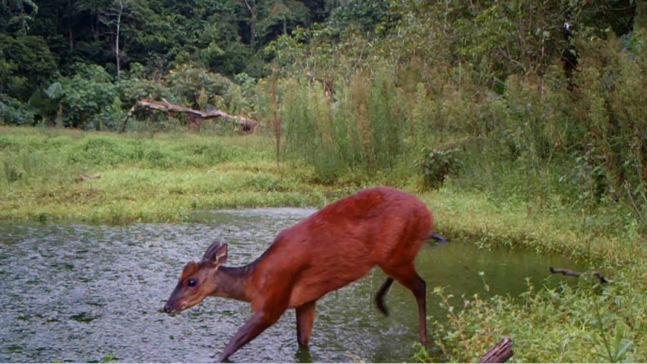 Red Brocket Deer-Adapted For Life in the Rainforest