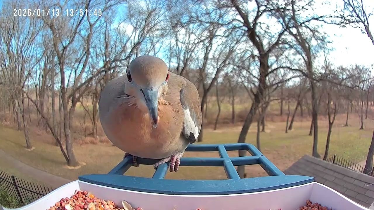 Mourning Doves at the Feeder