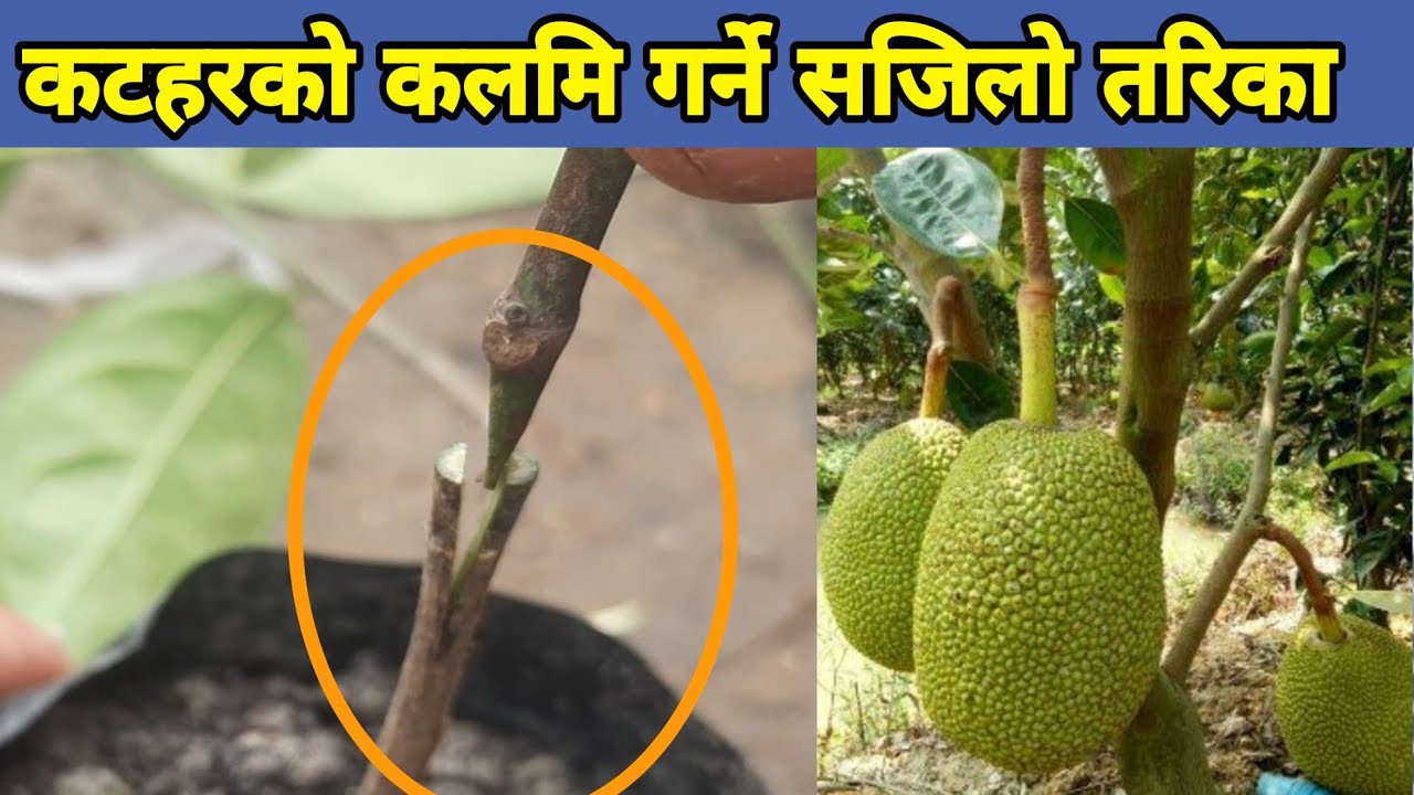कटहरको सजिल्यै कलमि गर्ने तरिका , रोपेको एक बर्षमै फल्छ