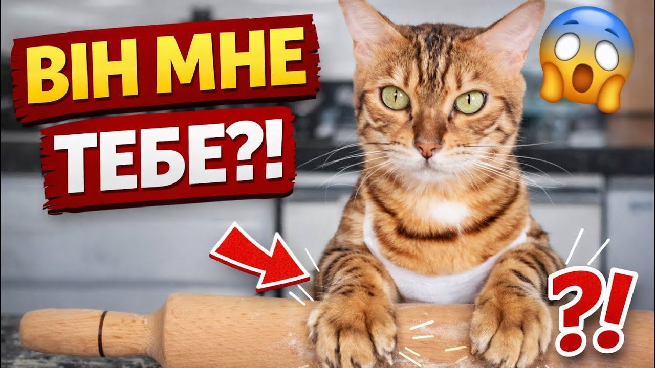 Кіт топче тебе лапками? НЕ ІГНОРУЙ ЦЕ… 😳🐾#кіт #котики #коти #котячамама 