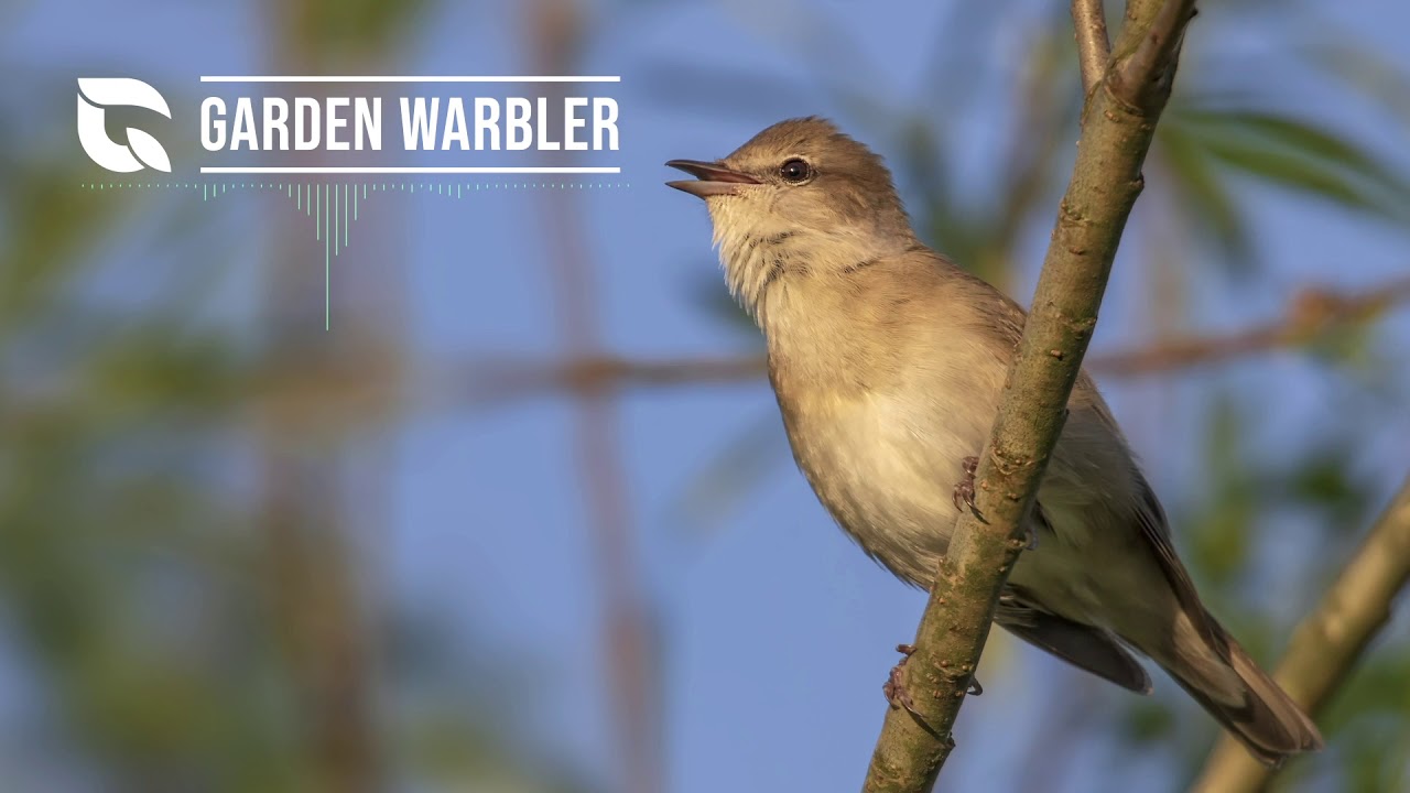 Garden Warbler Song