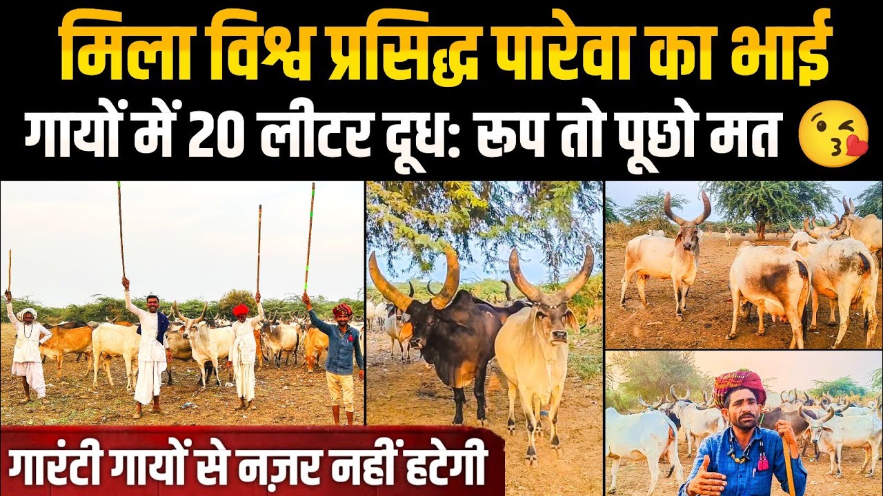 दूध और रूप, आज तक की सबसे उमदा कांकरेज गायों का खज़ाना।। Kankrej Cow in Banaskantha