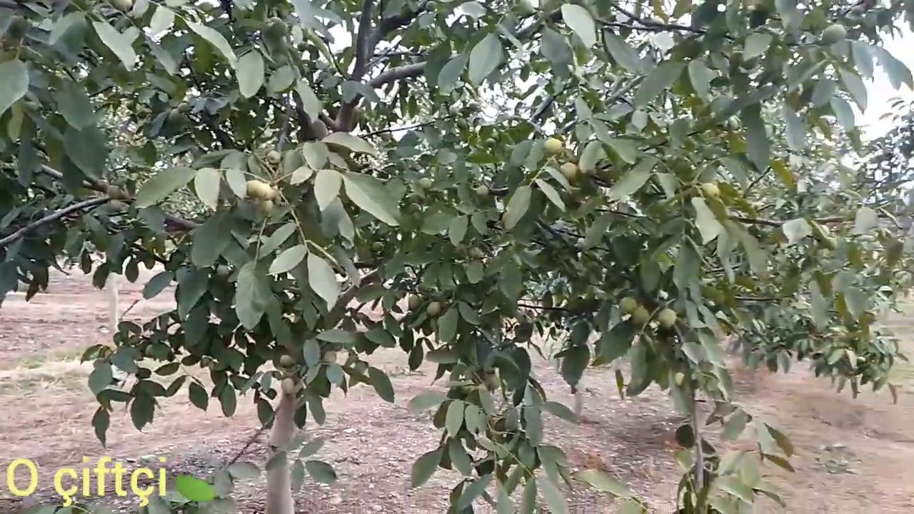 CEVİZ HASATINA 5 KALA