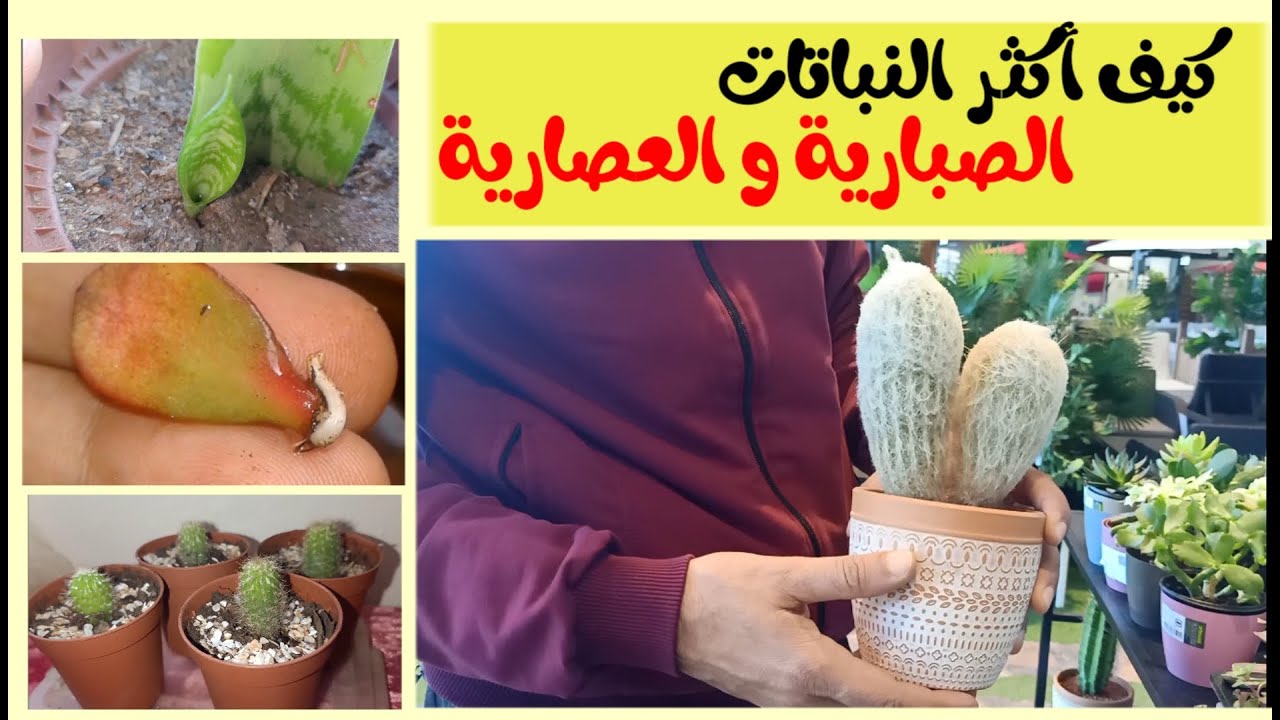 هيا نتعلم اكثار العصاريات و الصباريات و نهديها لأصدقائنا (سنسيفيرا، كراسولا، صبار، عمة القاضي...)