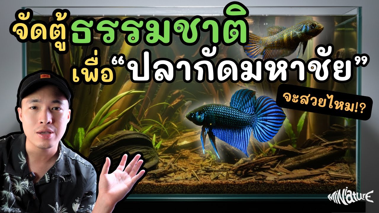 ลองจัด “ตู้ปลากัดน้ำสีชา”...แล้วดันออกมาสวยกว่าที่คิด! | Mahachai Betta Blackwater Aquascape 