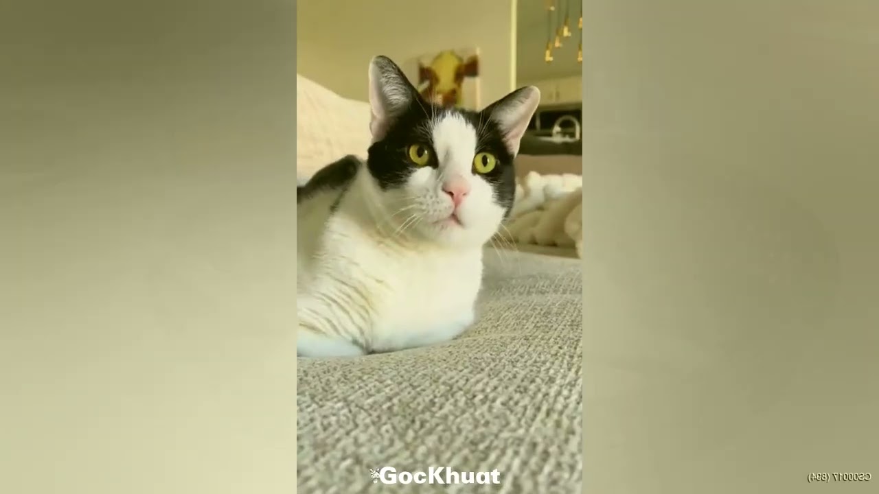 Try Not to Laugh… You’ll Fail 😹🐶 Funniest Cats & Dogs 2026 🧡 #FunnyCats #FunnyDogs